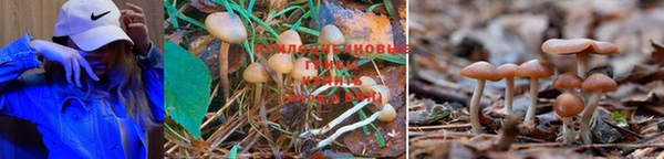 ГАЛЛЮЦИНОГЕННЫЕ ГРИБЫ Ступино